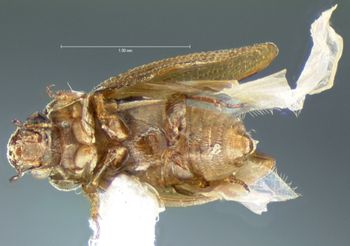 Media type: image;   Entomology 3134 Aspect: habitus ventral view